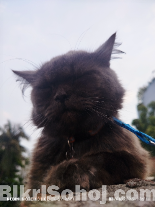 parcian cat